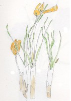 http://www.francesleeceramics.com/files/gimgs/th-28_yellow crocus web.jpg